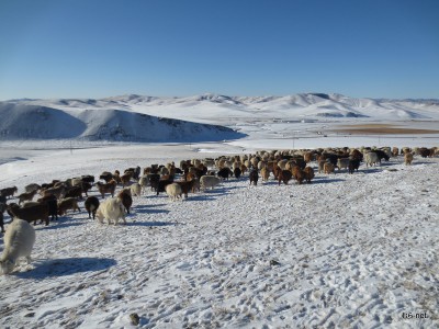 「農場の家畜たち」モンゴルの農場の今の風景が、ガンゾリグさんから送られてきました◆松本直次（東京案内所）