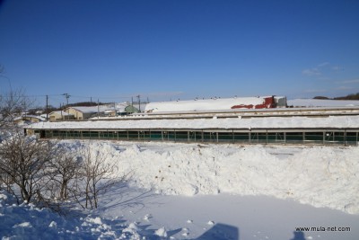 別海実顕地養鶏部の鶏舎の除雪後