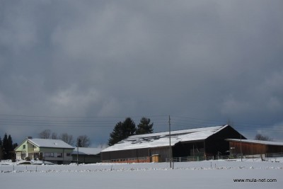 ２月は雪のスイスでした，雪のなかの実顕地，霧氷などです