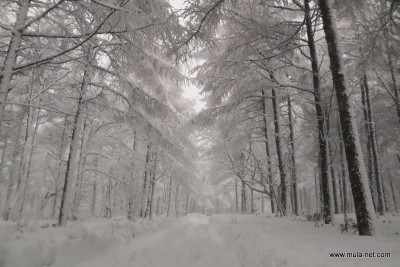 雪の防風林