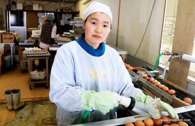 養鶏部で作業中の土井麻美さん