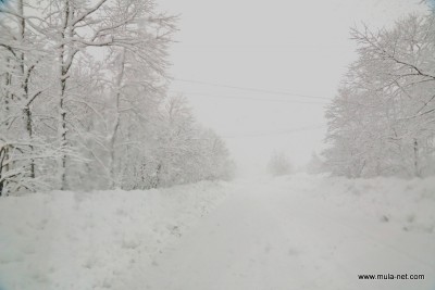 雪の降る道
