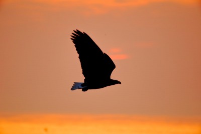 日の出とオジロ鷲