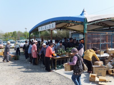 苗のお店