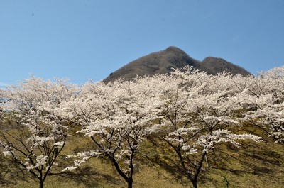 榛名は今が桜満開です