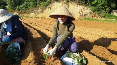 韓国養鶏法 20150521_1270