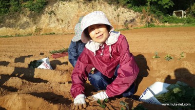 韓国養鶏法 20150521_5518