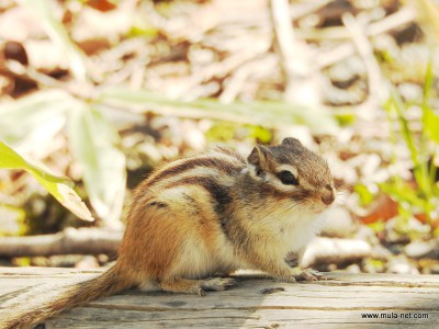 蝦夷シマリス