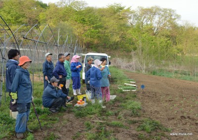 キャベツの苗 定植しました