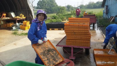 今日から職場換え。衣生活のカン・キョンスクさんは養鶏部へ、食生活では集卵にソンヒさんも送り出していきたい。