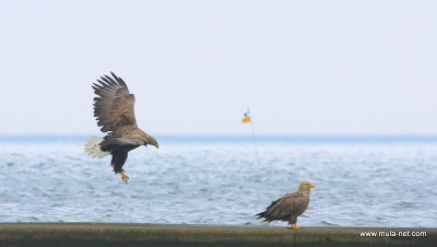 オジロ鷲の番