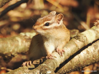 蝦夷シマリス