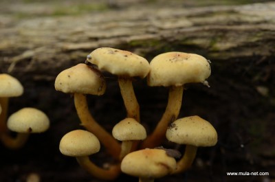DSC_4569_1153