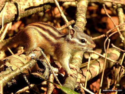 蝦夷シマリス