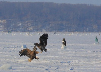 風連湖の大鷲の幼鳥