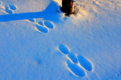 野ウサギの足跡