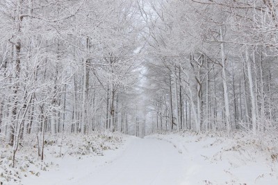 雪の防風林