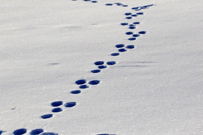 雪上の野ウサギの足跡