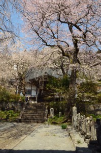 お花見