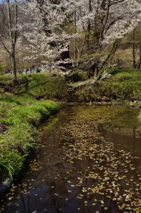 お花見