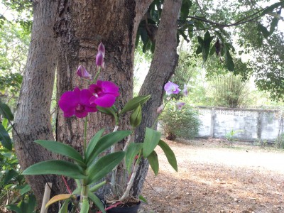 大きな樹に乗っかって、根を張ると樹から水分を吸収して元気に育つ欄の花。