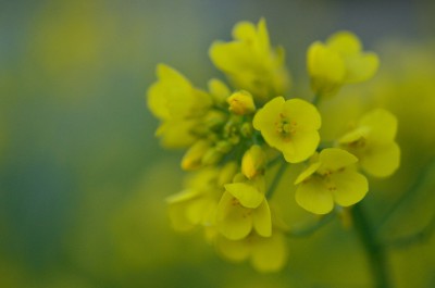 菜の花