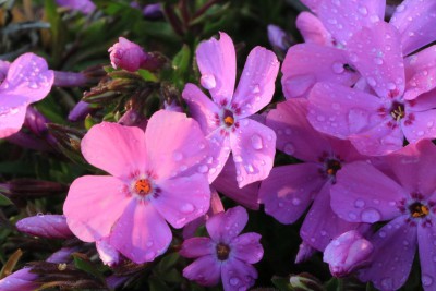 芝桜