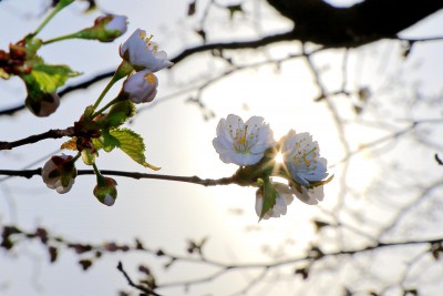 蝦夷山桜