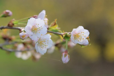 ５月１０日釧路市桜の開花宣言