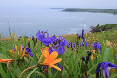 霧多布岬の原生花園