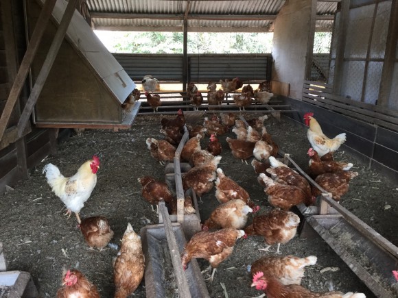 一年中サラサラの床の鶏舎。