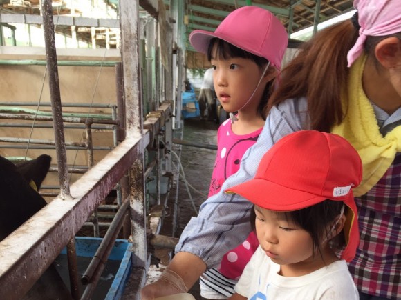 太陽の家の子どもたちと仔牛の哺乳もしました。