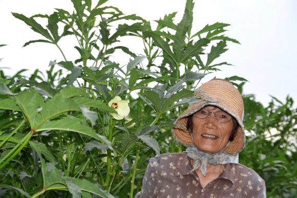 下元啓子（77）オクラ収穫。花もいいね。