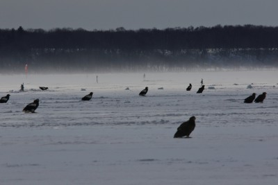 風連湖で漁師さんの氷下待ち網漁が終わるのを待つ猛禽類