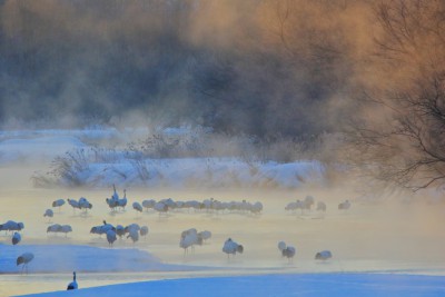 鶴居村の雪裡川