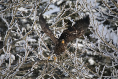 大鷲の若鳥