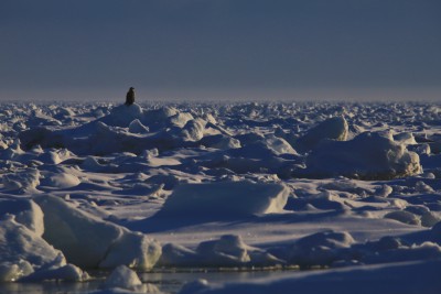本別海の流氷とオジロワシ