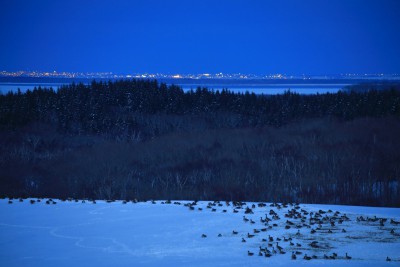 根室半島の街灯りとヒシクイの群れ