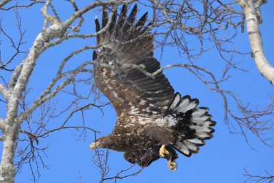 大鷲の若鳥