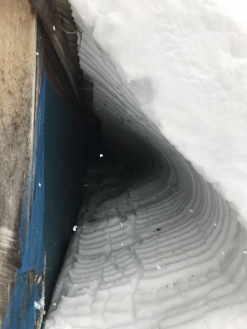 豚舎の屋根の雪が落ちて、トンネルができた！ バームクーヘンのような波板の跡と、向こう側にかすかに見えるあなが豚舎の端