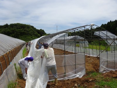 成田実顕地で、ビニールハウスのビニール張りをやりました。