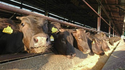 牛舎で元気に飼育されている牛さんたち