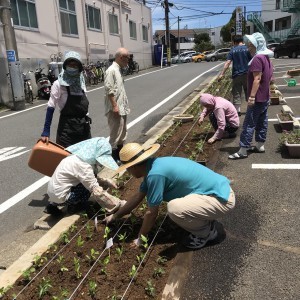 養鶏法での定植