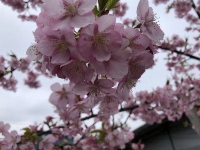 河津桜