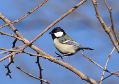 シジュウカラ