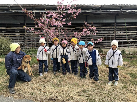 幼年さん散歩、河津桜と  はち