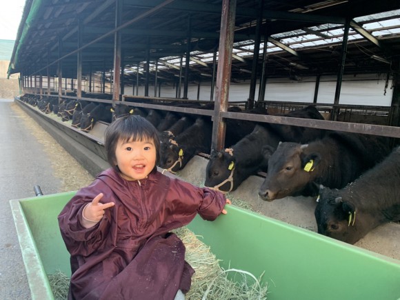 母が仔牛に乾燥草をやる作業を愛娘は草台車から見守る。