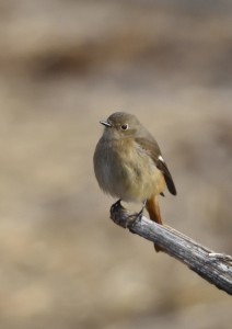 ジョウビタキ　♀2