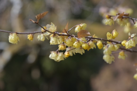 DSC_5355_00001