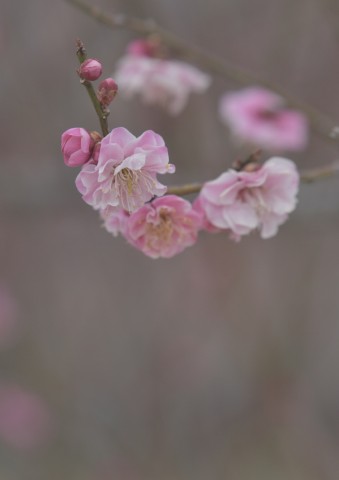 DSC_5497_00001